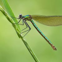 Banded Demoiselle female 1  